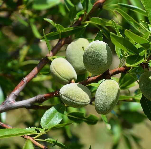 Almond Oil - Image 4