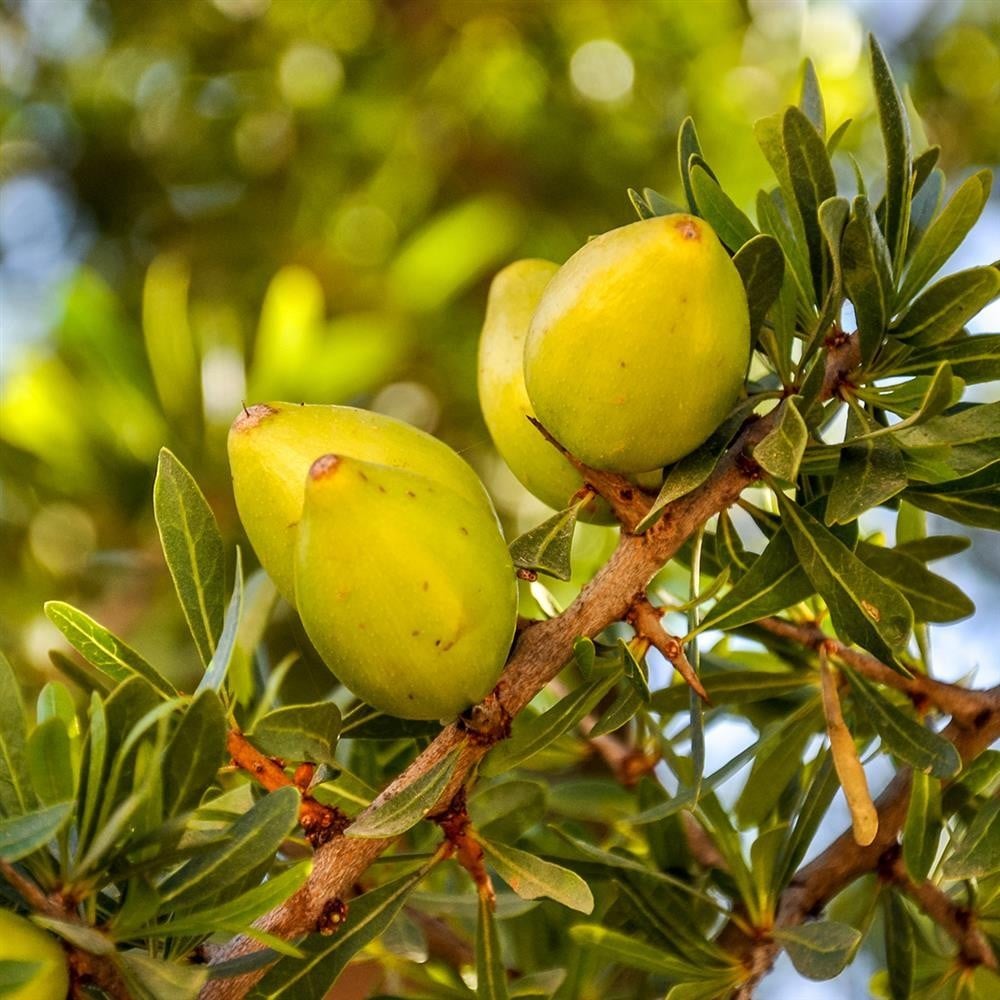 Argan Oil - Image 4