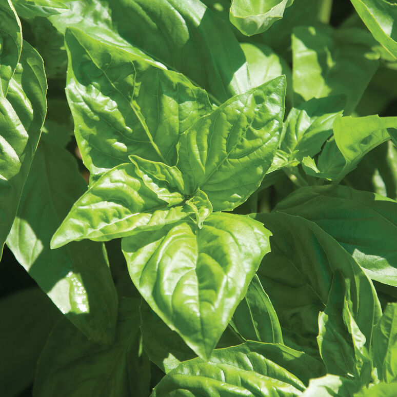 Basil Essential Oil - Image 3