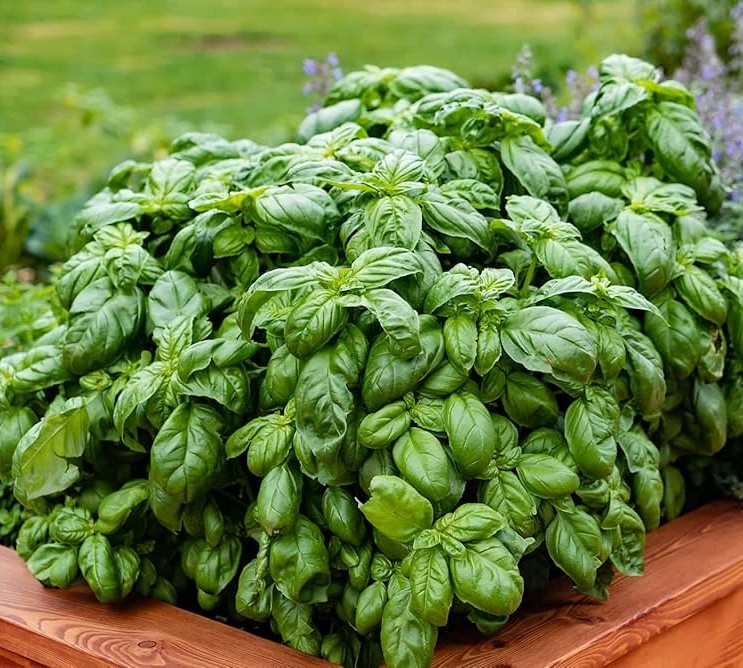 Basil Essential Oil - Image 4