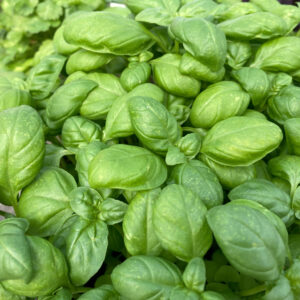 Alternative view of Basil Essential Oil
