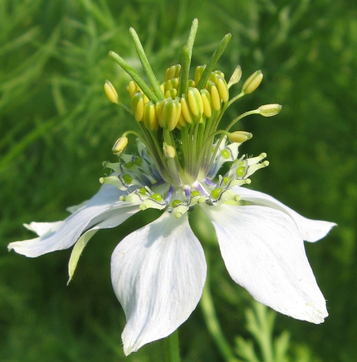 Black Seed Oil - Image 3