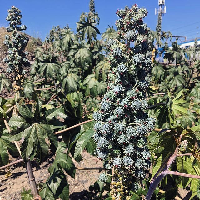 Castor Oil - Image 3