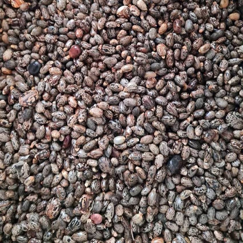 Castor Oil - Image 2