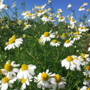 Alternative view of Chamomile Essential Oil