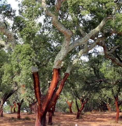 Cinnamon Bark Essential Oil - Image 4