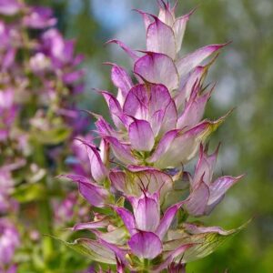 Alternative view of Clary Sage Essential Oil