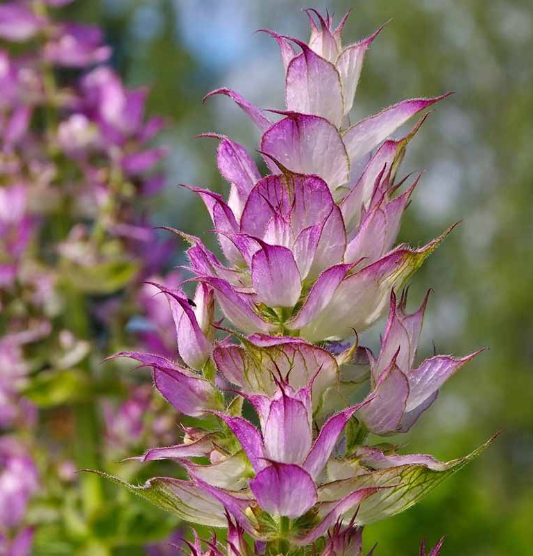 Clary Sage Essential Oil - Image 2