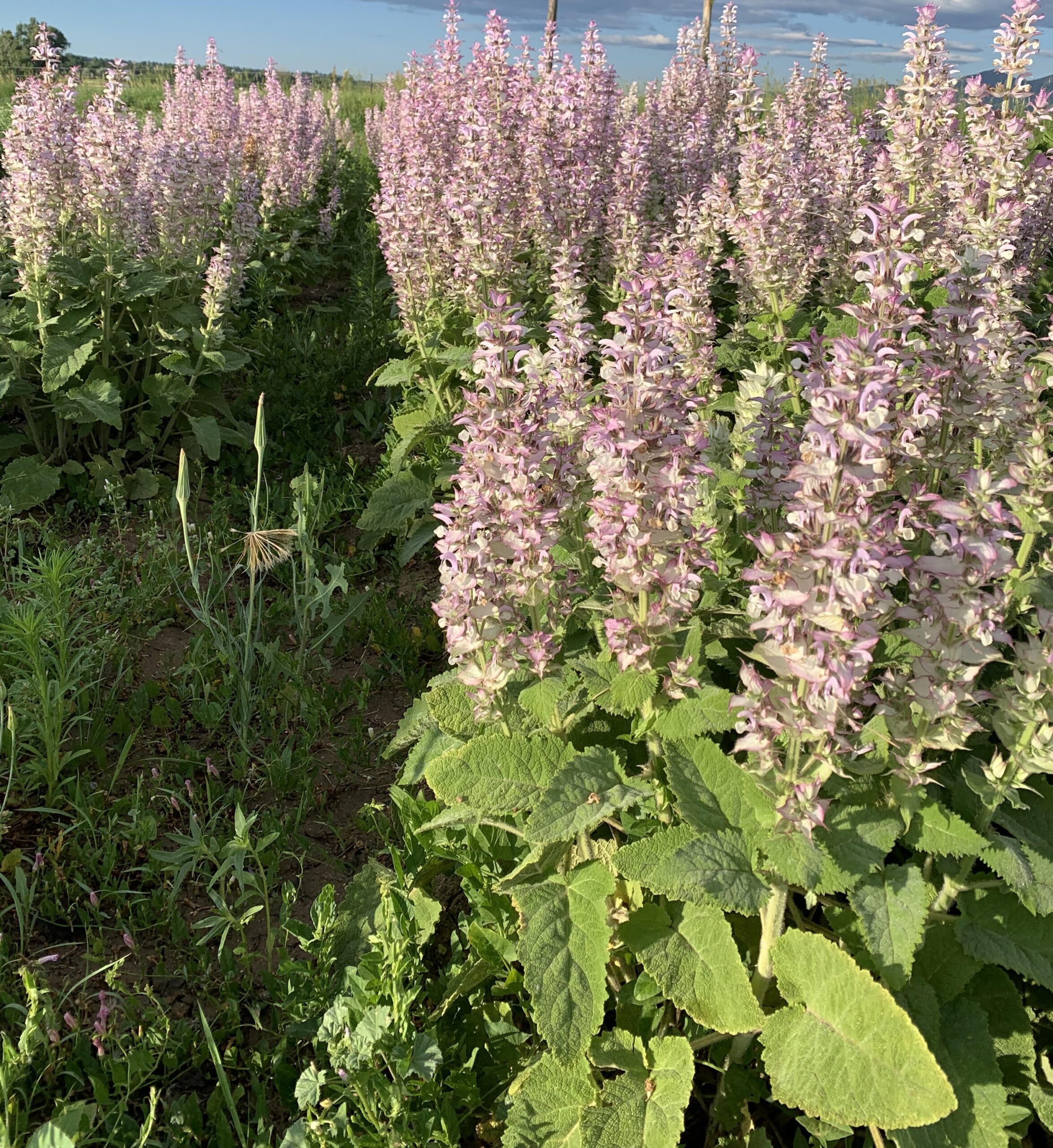 Clary Sage Essential Oil - Image 4