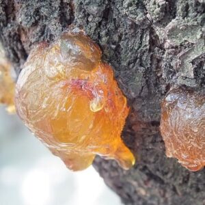 Alternative view of Copaiba Balsam Essential Oil