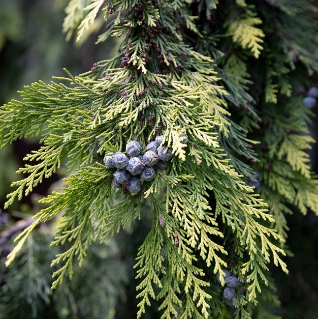 Cypress Essential Oil - Image 2