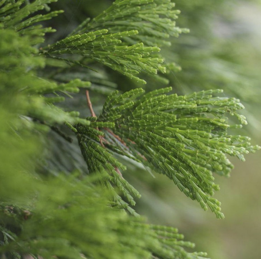 Cypress Essential Oil - Image 3