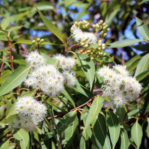 Alternative view of Eucalyptus Radiata Essential Oil