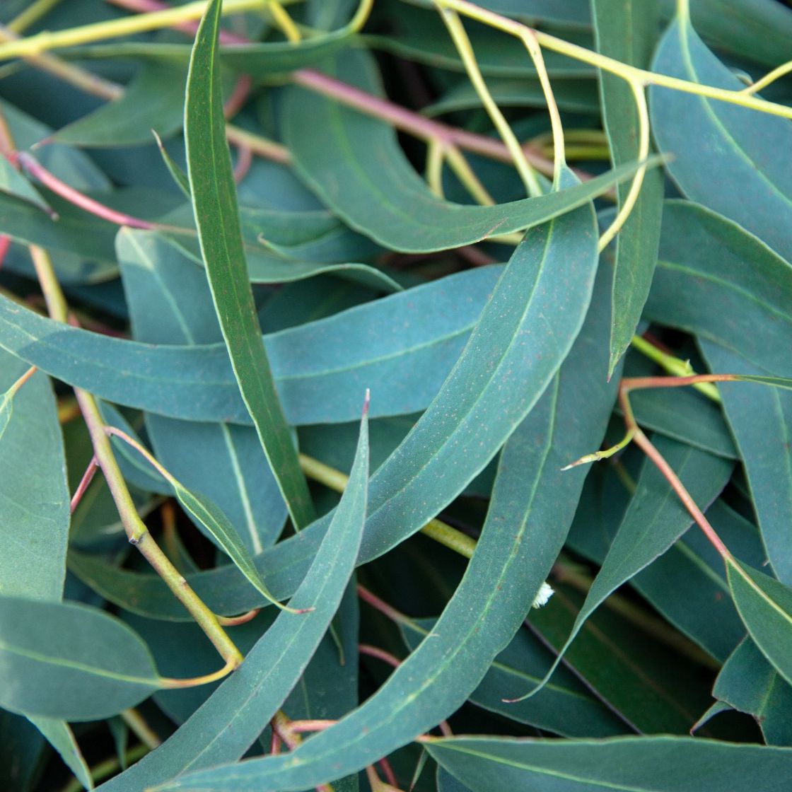 Eucalyptus Globulus Essential Oil - Image 4