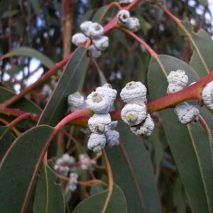 Alternative view of Eucalyptus Globulus Essential Oil