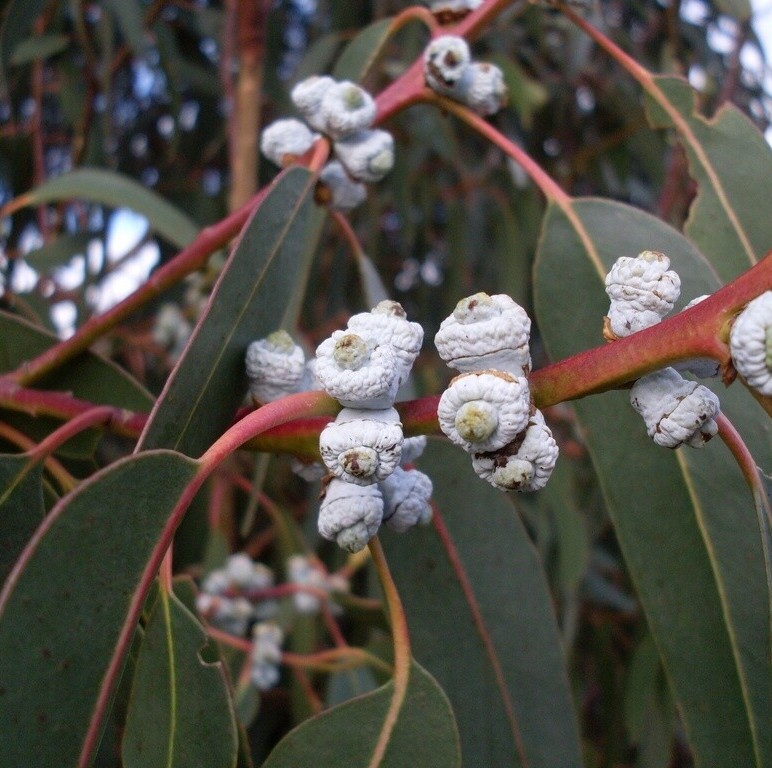 Eucalyptus Globulus Essential Oil - Image 2