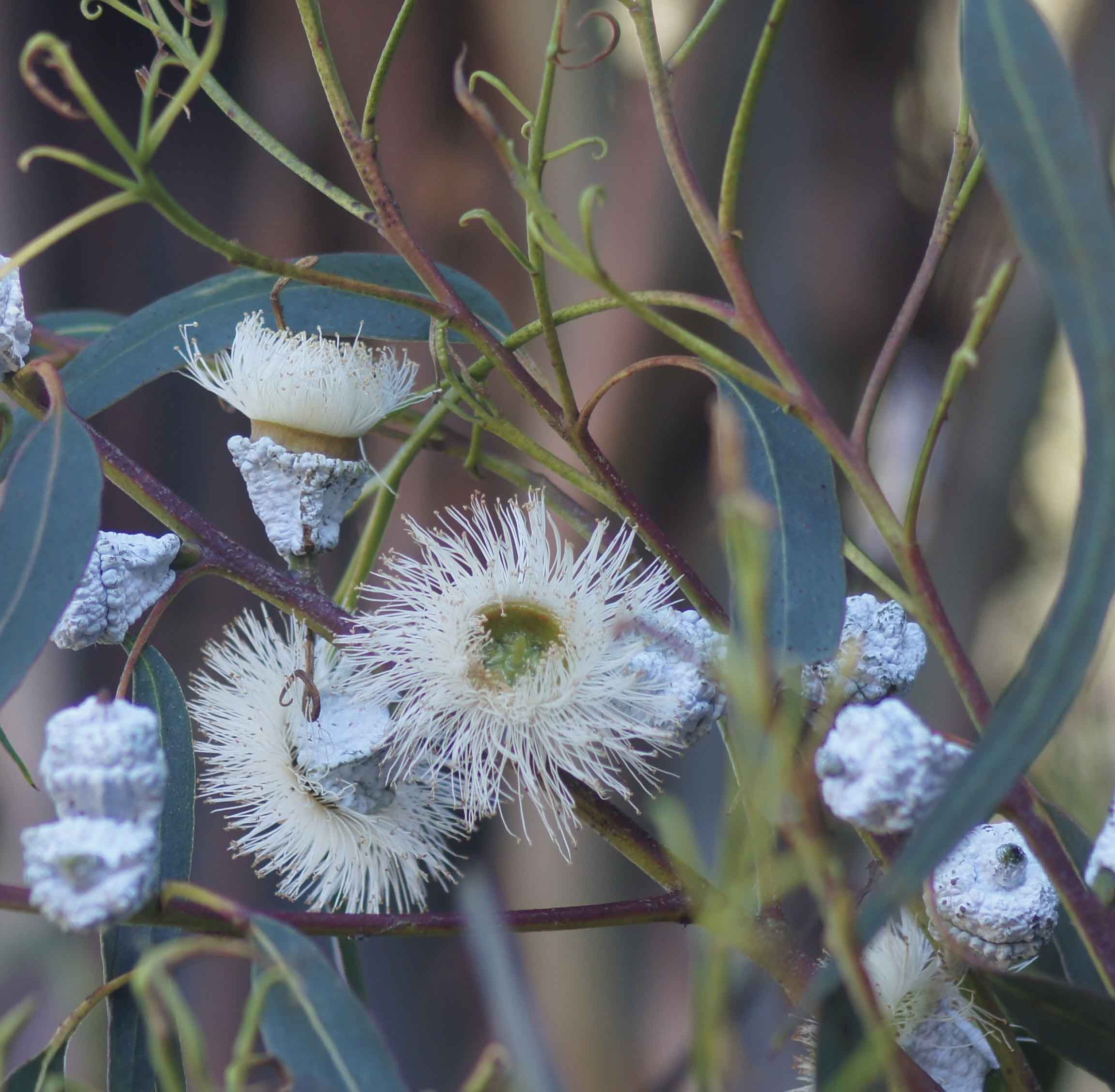 Eucalyptus Globulus Essential Oil - Image 3