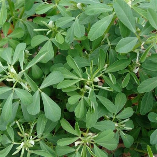 Fenugreek Oil - Image 4