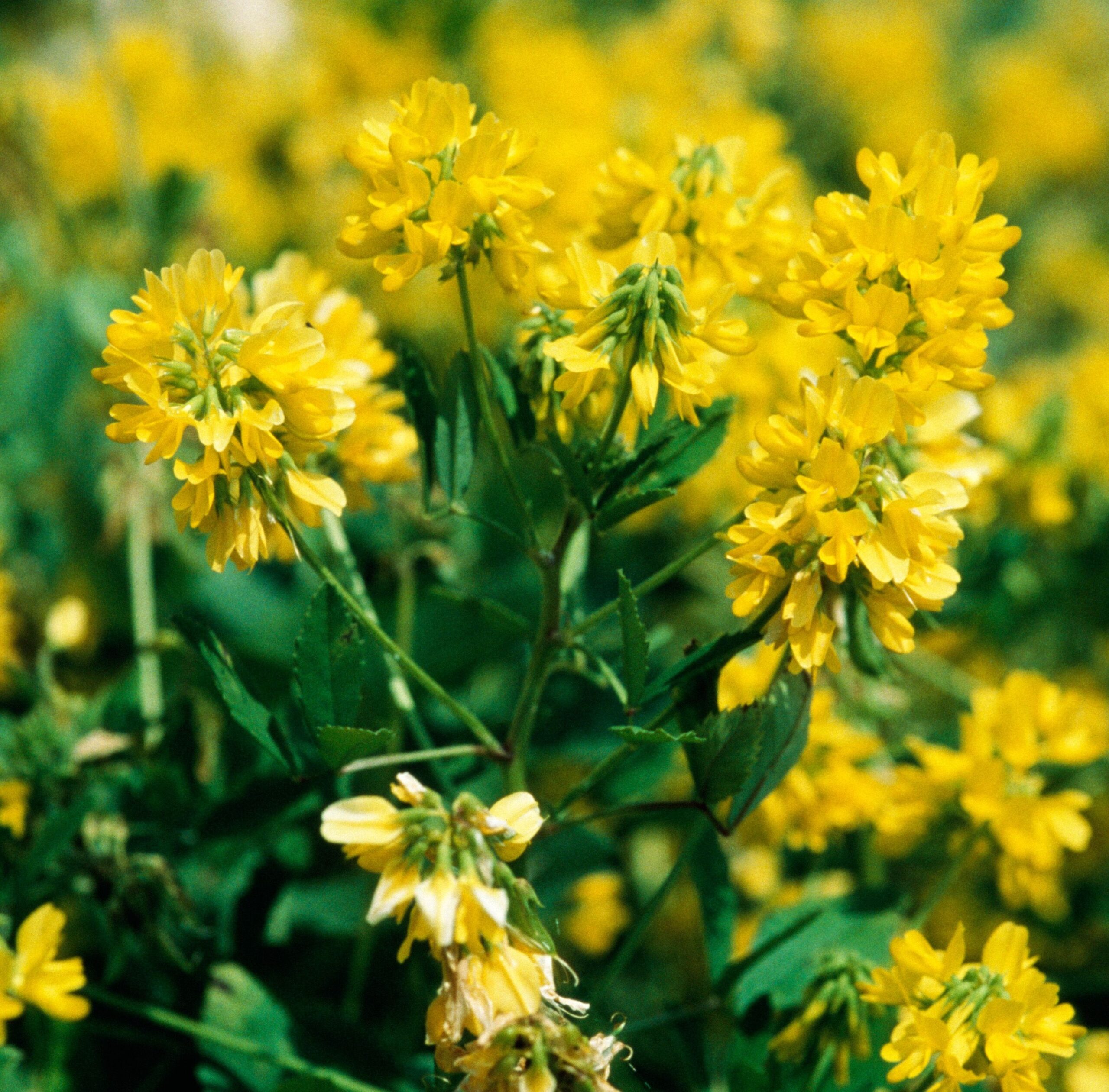 Fenugreek Oil - Image 3