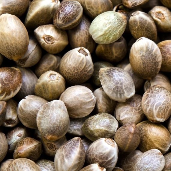 Hemp Seed Oil - Image 2