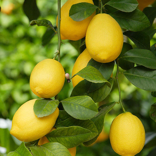 Lemon Essential Oil - Image 3