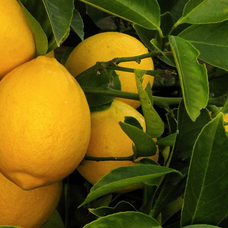 Lemon Essential Oil - Image 4