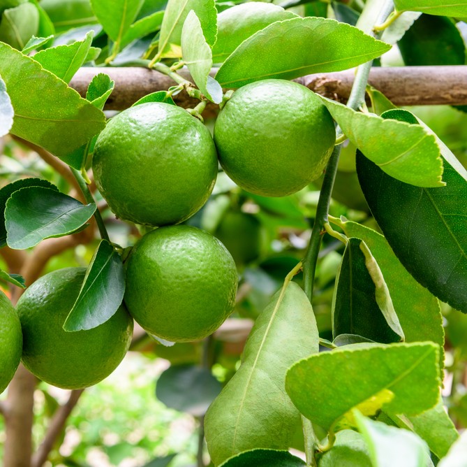 Lime Essential Oil - Image 3