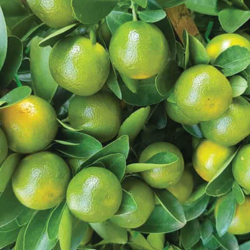 Lime Essential Oil - Image 4