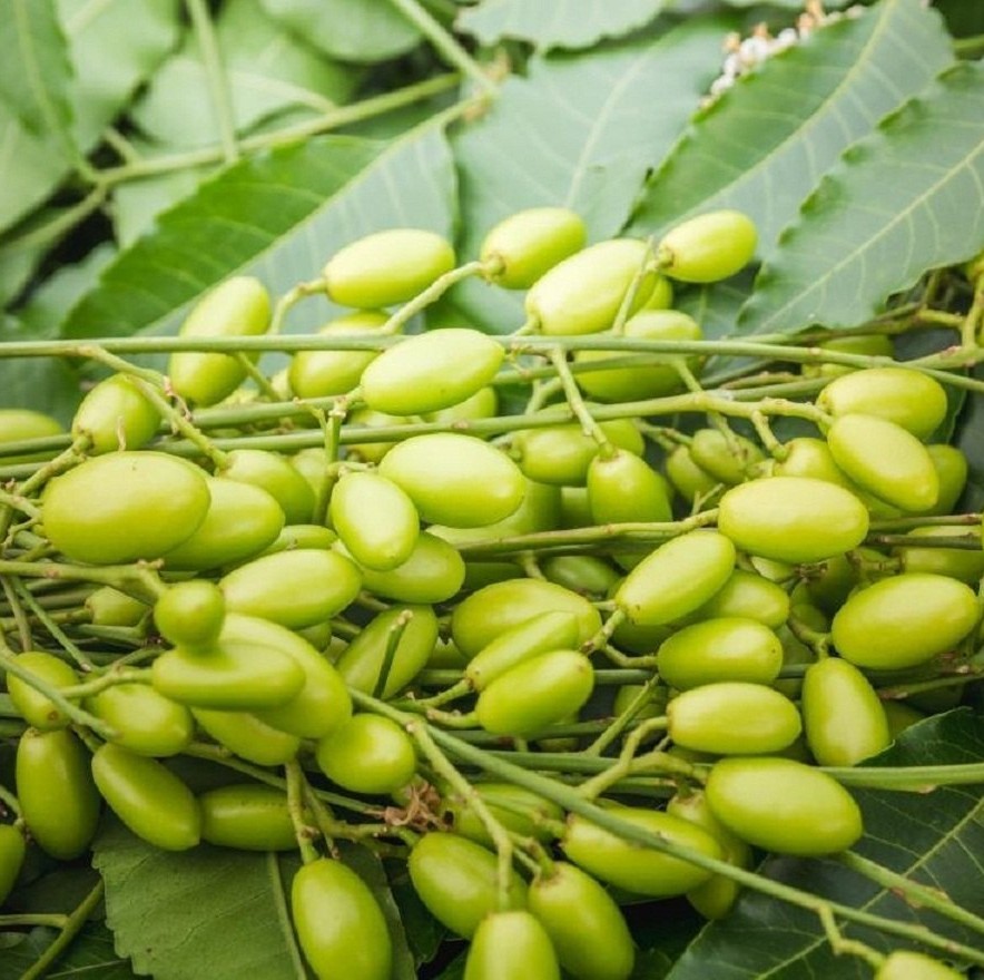 Neem Seed Oil - Image 3