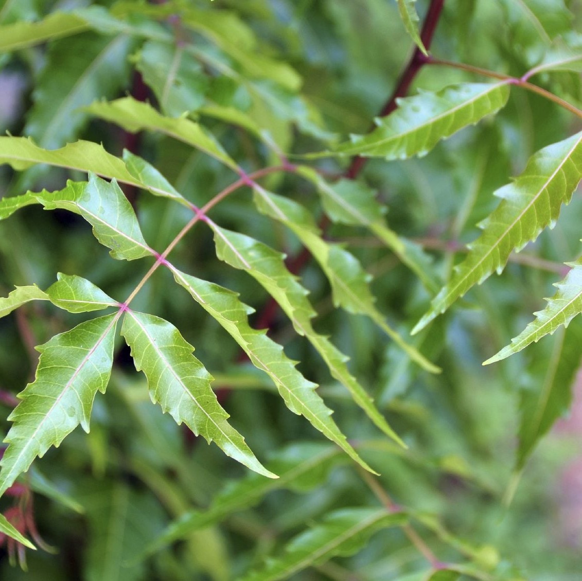 Neem Seed Oil - Image 4