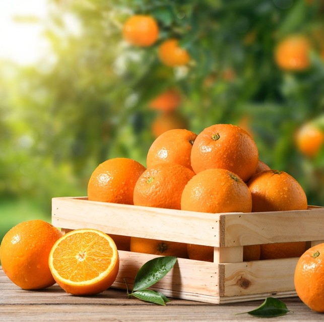 Orange Essential Oil - Image 4