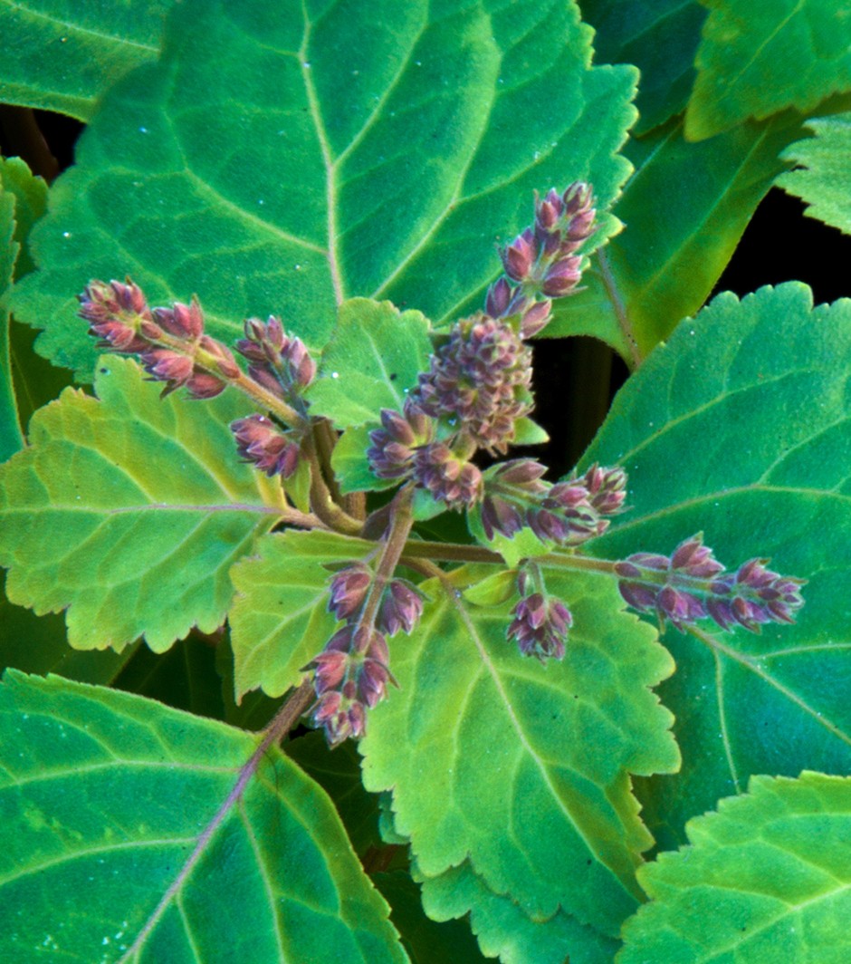 Patchouli Essential Oil - Image 3