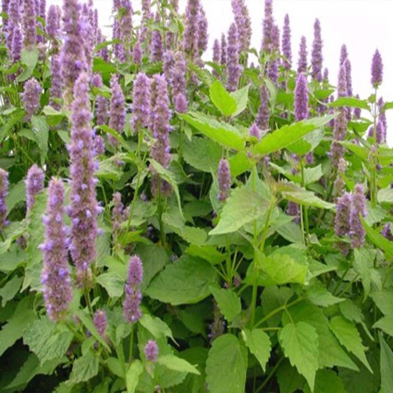 Patchouli Essential Oil - Image 2