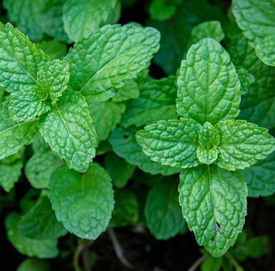 Peppermint Essential Oil - Image 2