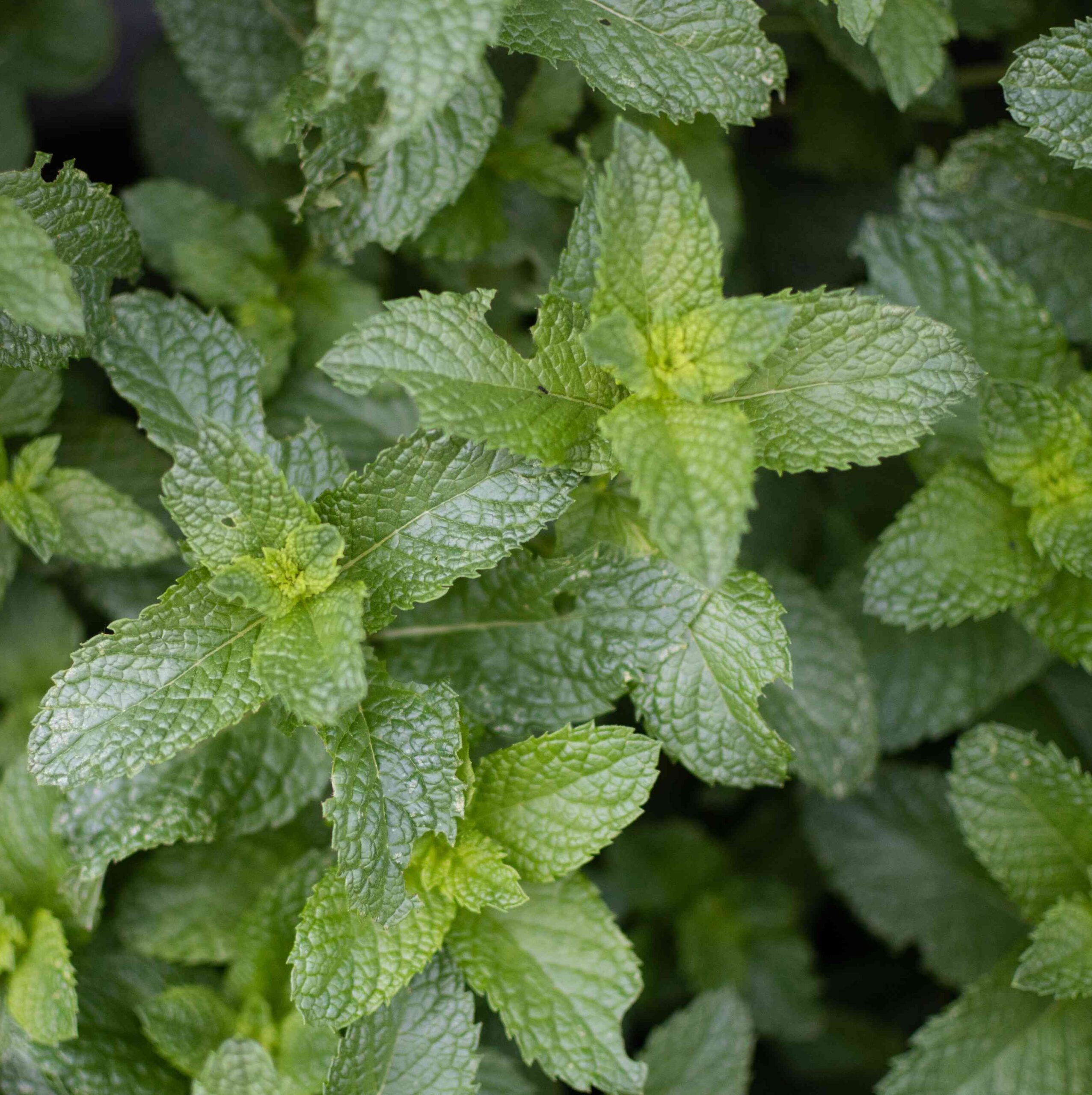 Peppermint Essential Oil - Image 4