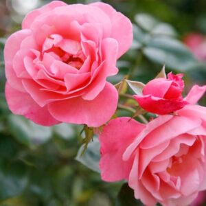 Alternative view of Rose Essential Oil