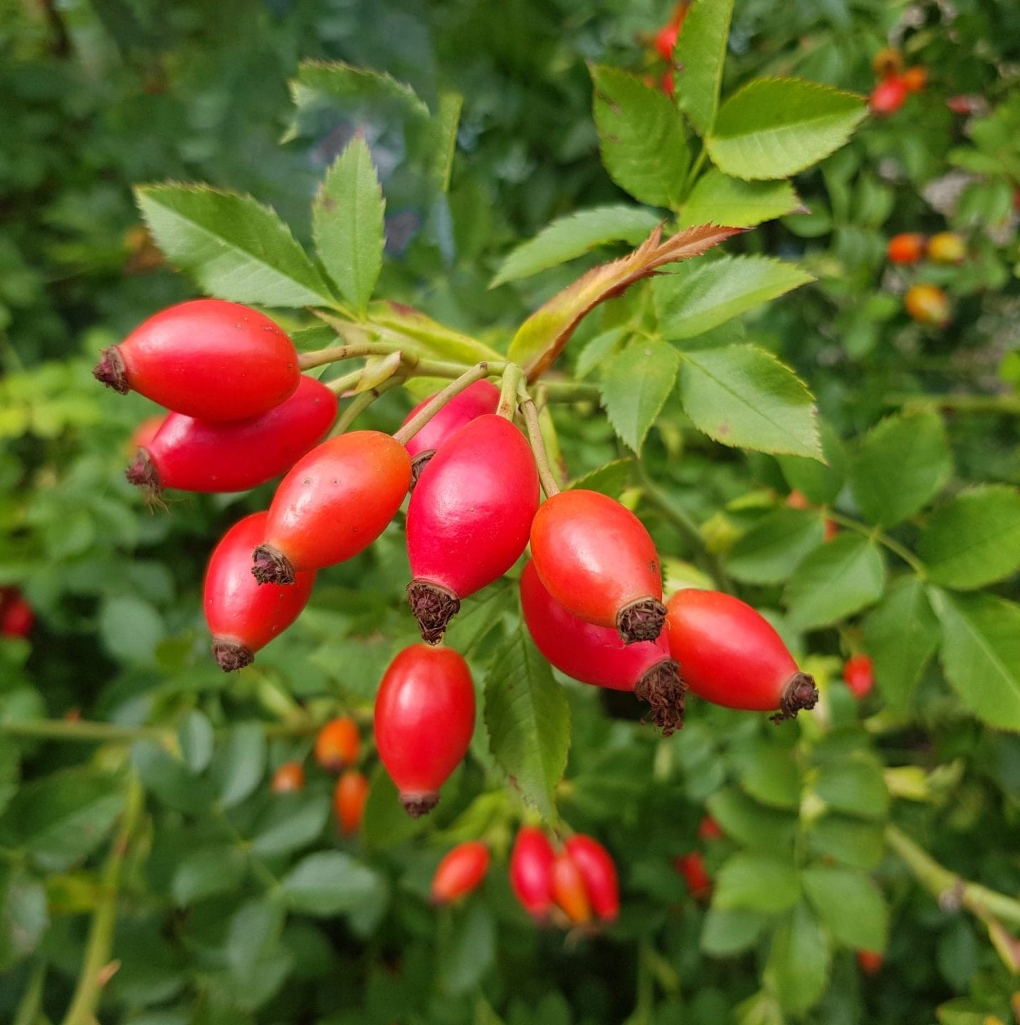 Rosehip Oil - Image 4