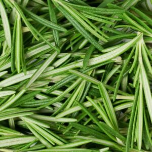 Alternative view of Rosemary Essential Oil