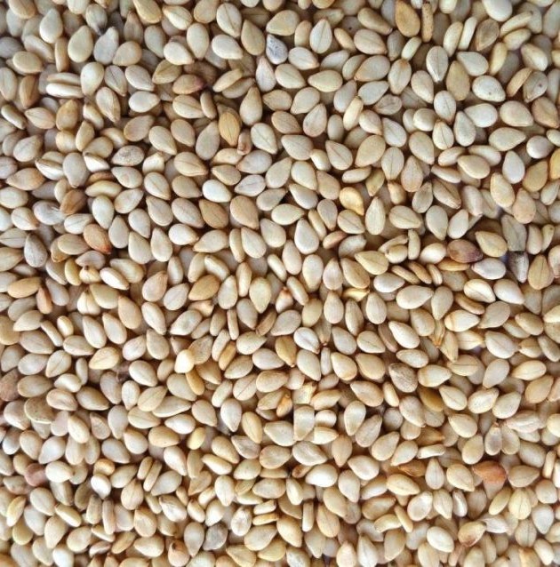 Sesame Seed Oil - Image 4