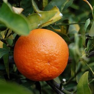 Alternative view of Tangerine Essential Oil