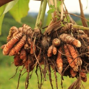 Alternative view of Turmeric Essential Oil