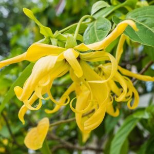 Alternative view of Ylang Ylang Essential Oil
