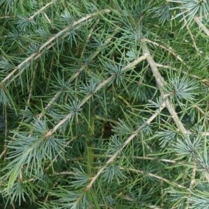 Alternative view of Cedarwood Essential Oil