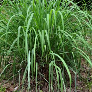 Alternative view of Citronella Essential Oil