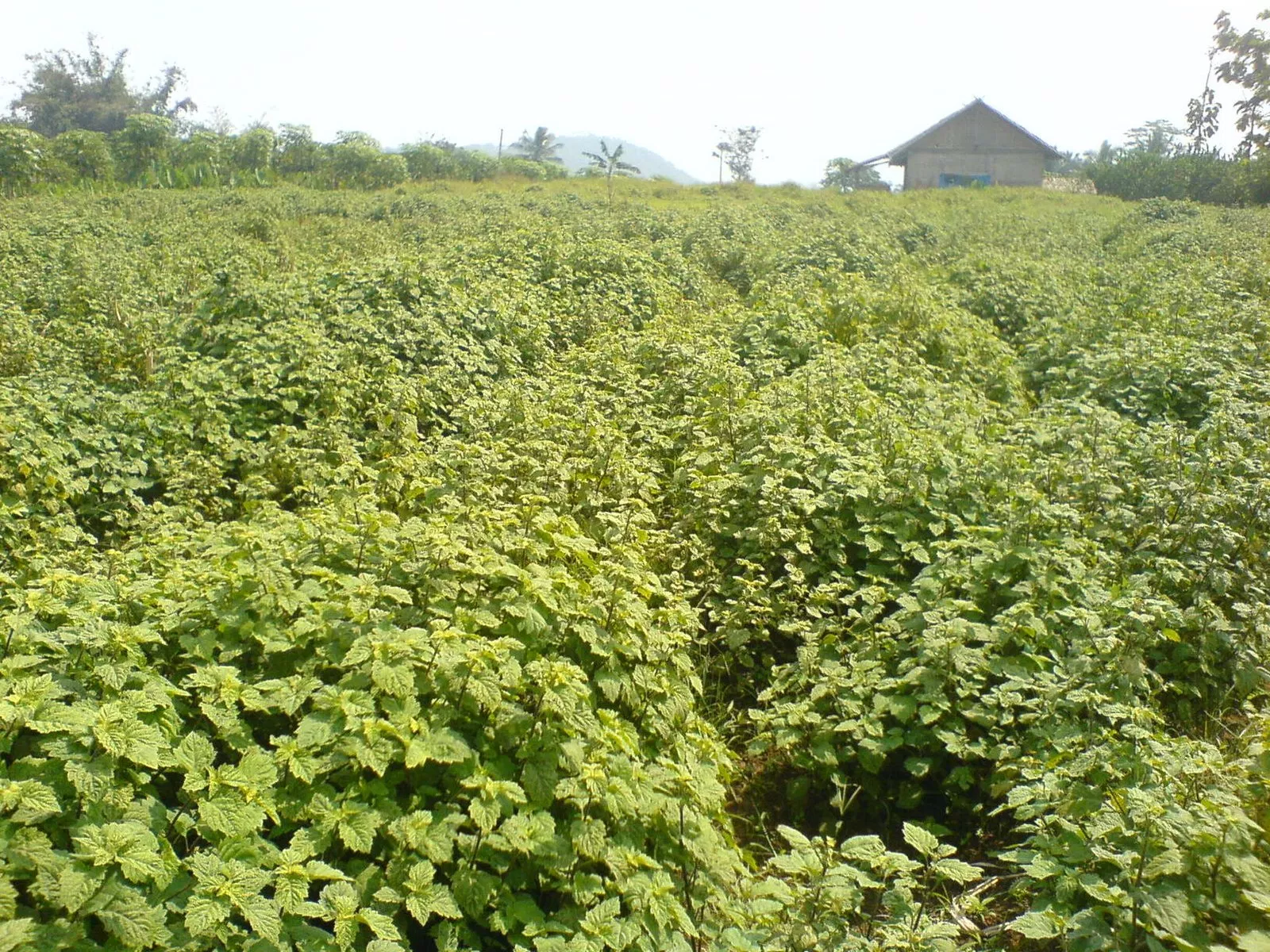 Patchouli Essential Oil - Image 4